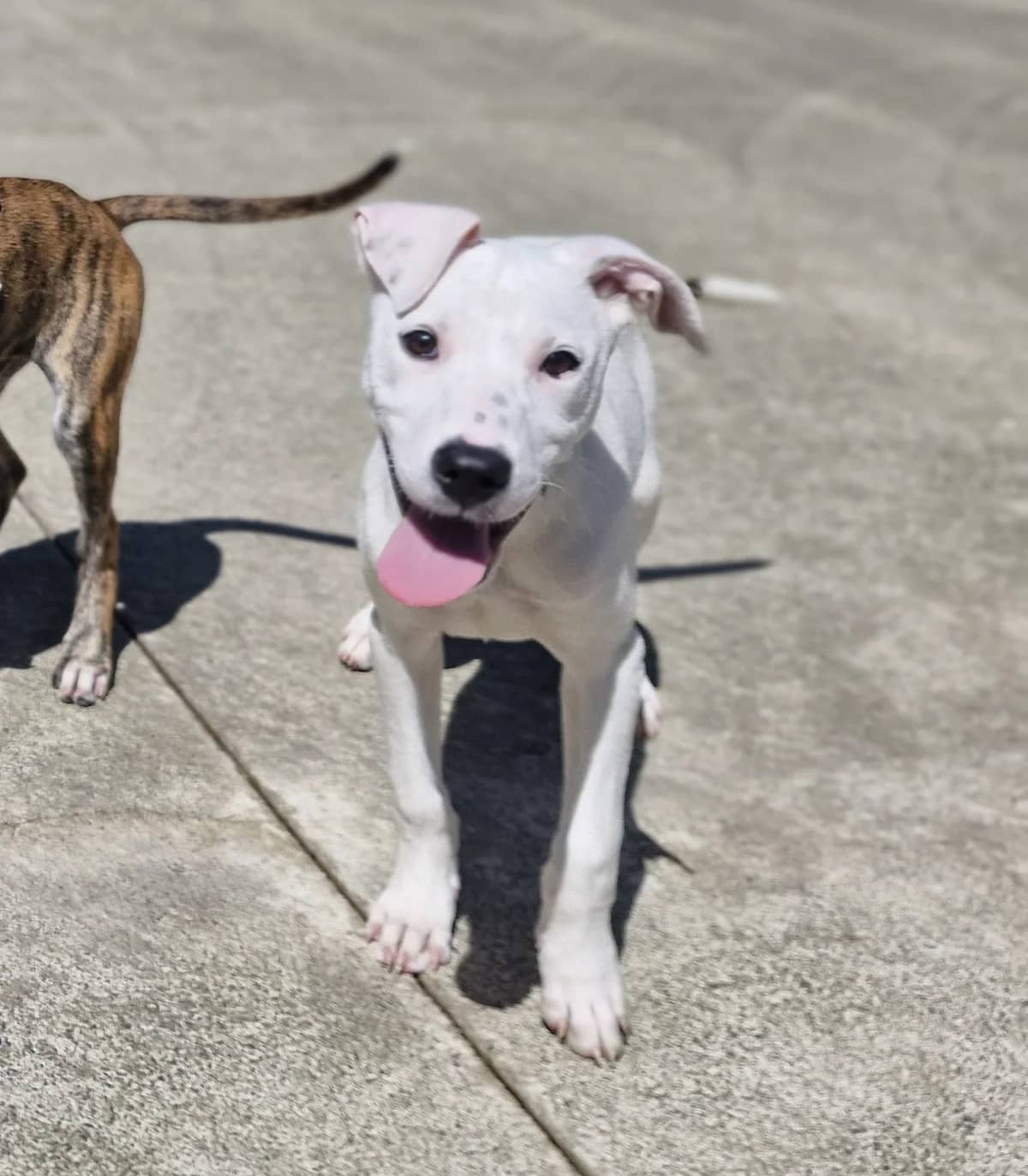 Bolt - Mixed Breed available for adoption at SPCA New Zealand in Wellington