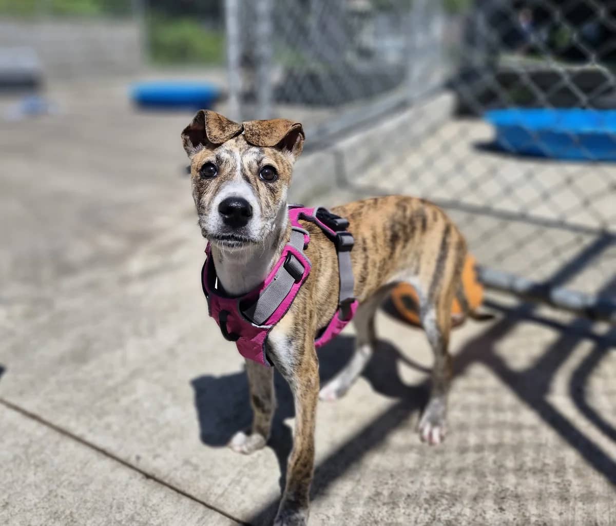 Serena - Mixed Breed available for adoption at SPCA New Zealand in Wellington