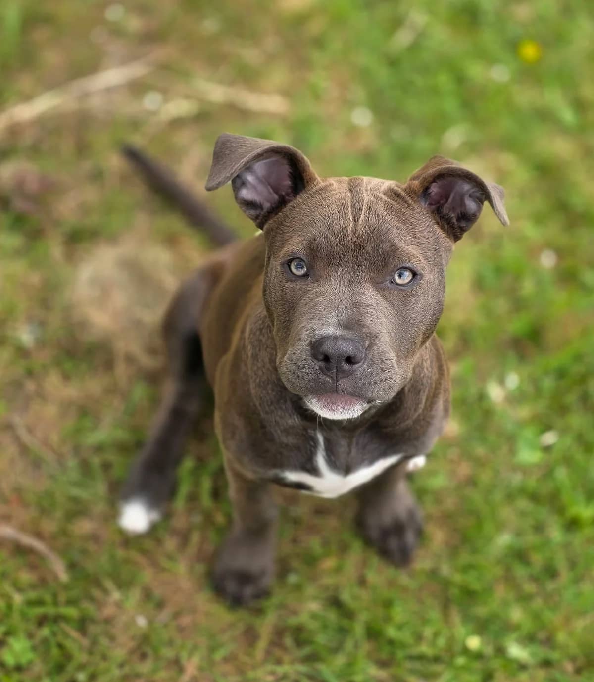 Parker - Mixed Breed available for adoption at SPCA New Zealand in Whangārei