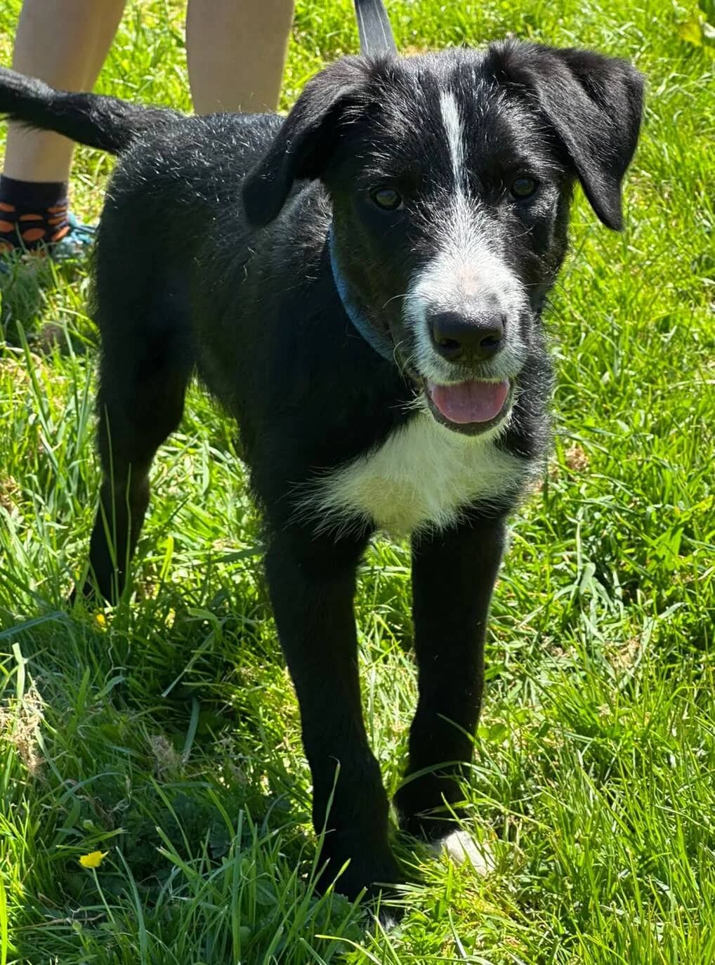 Clarence - Mixed Breed available for adoption at SPCA New Zealand in Nelson