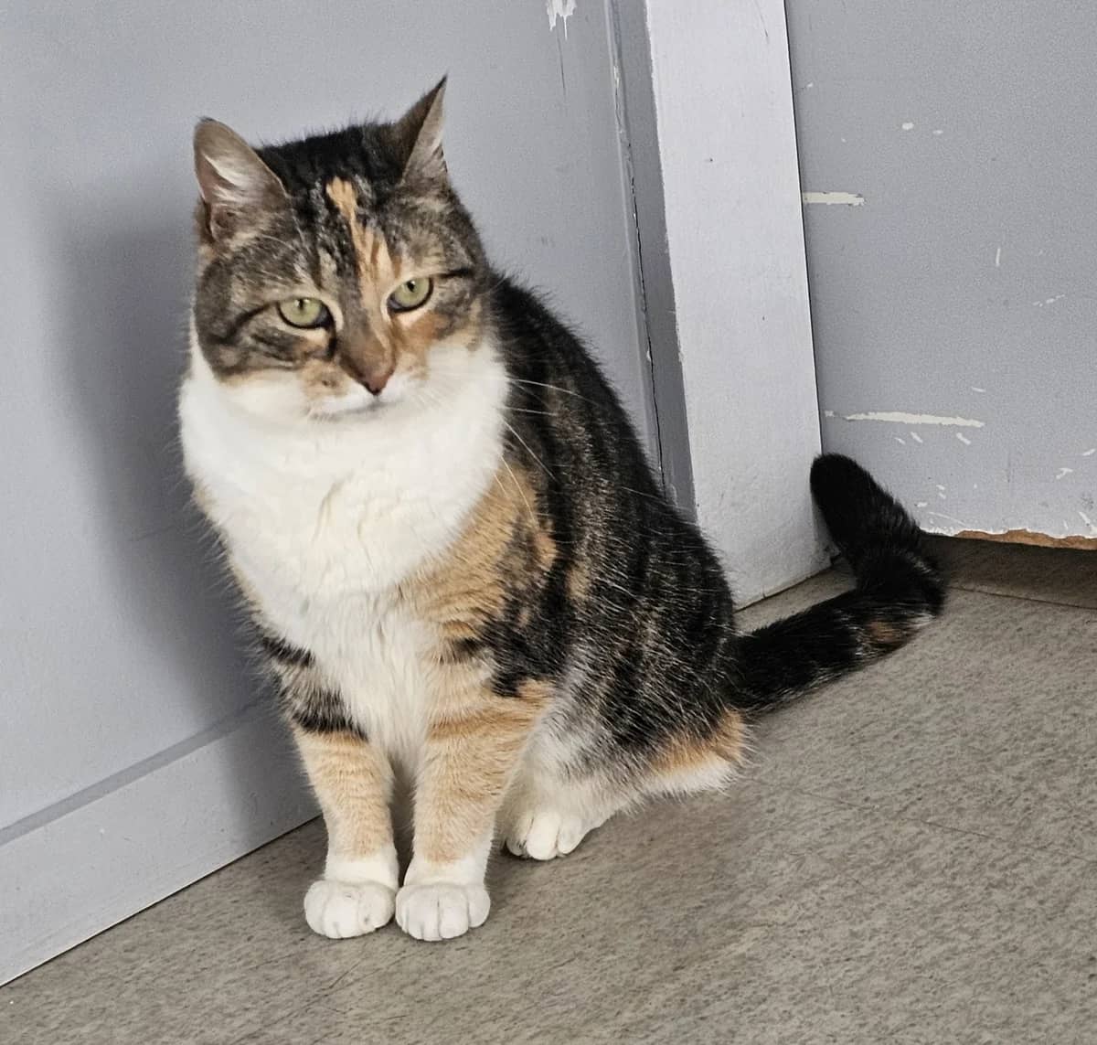 Pixie - Domestic Short Hair cat available for adoption at SPCA New Zealand in Levin