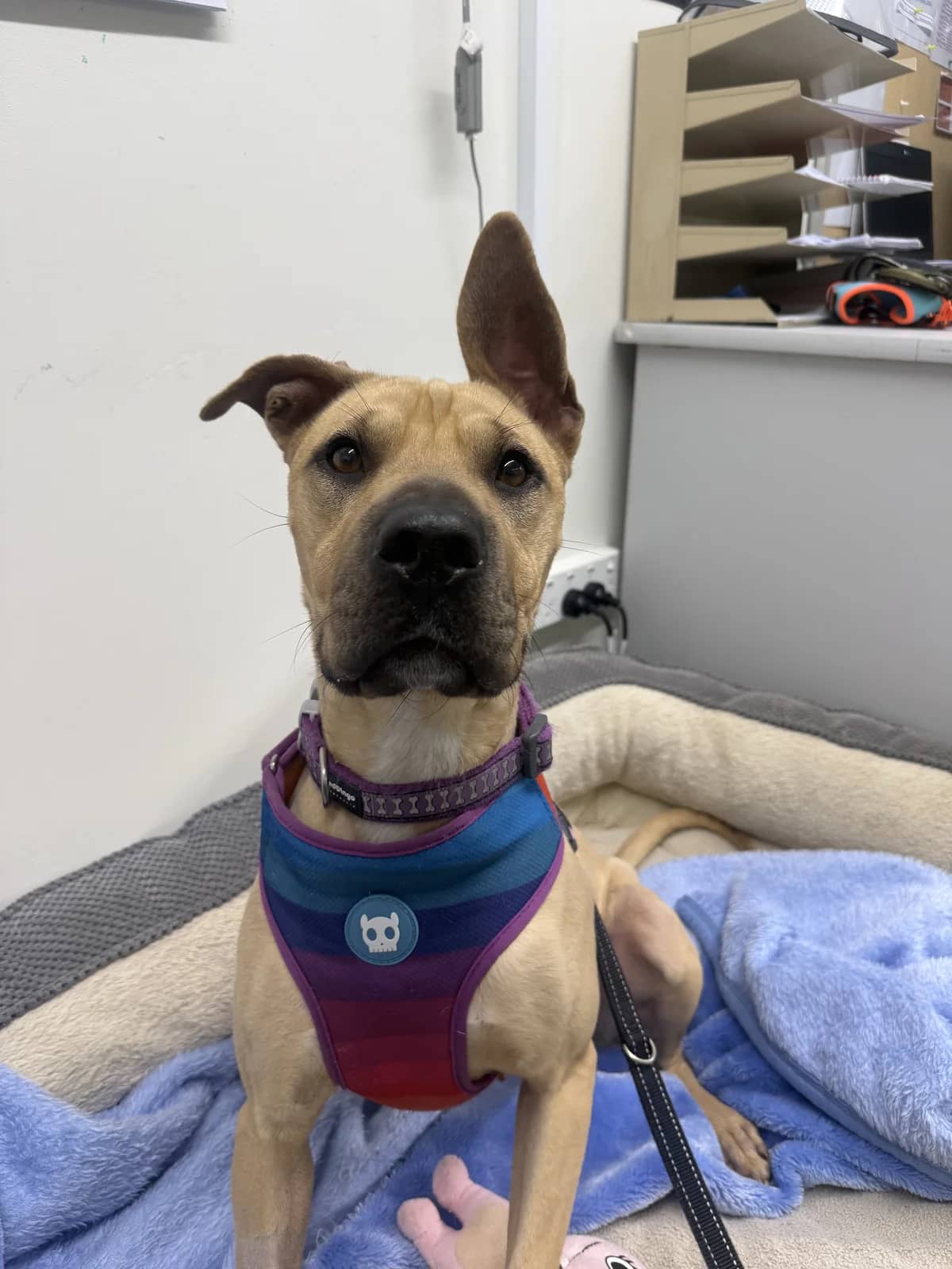 Toffee - Mixed Breed available for adoption at SPCA New Zealand in Auckland