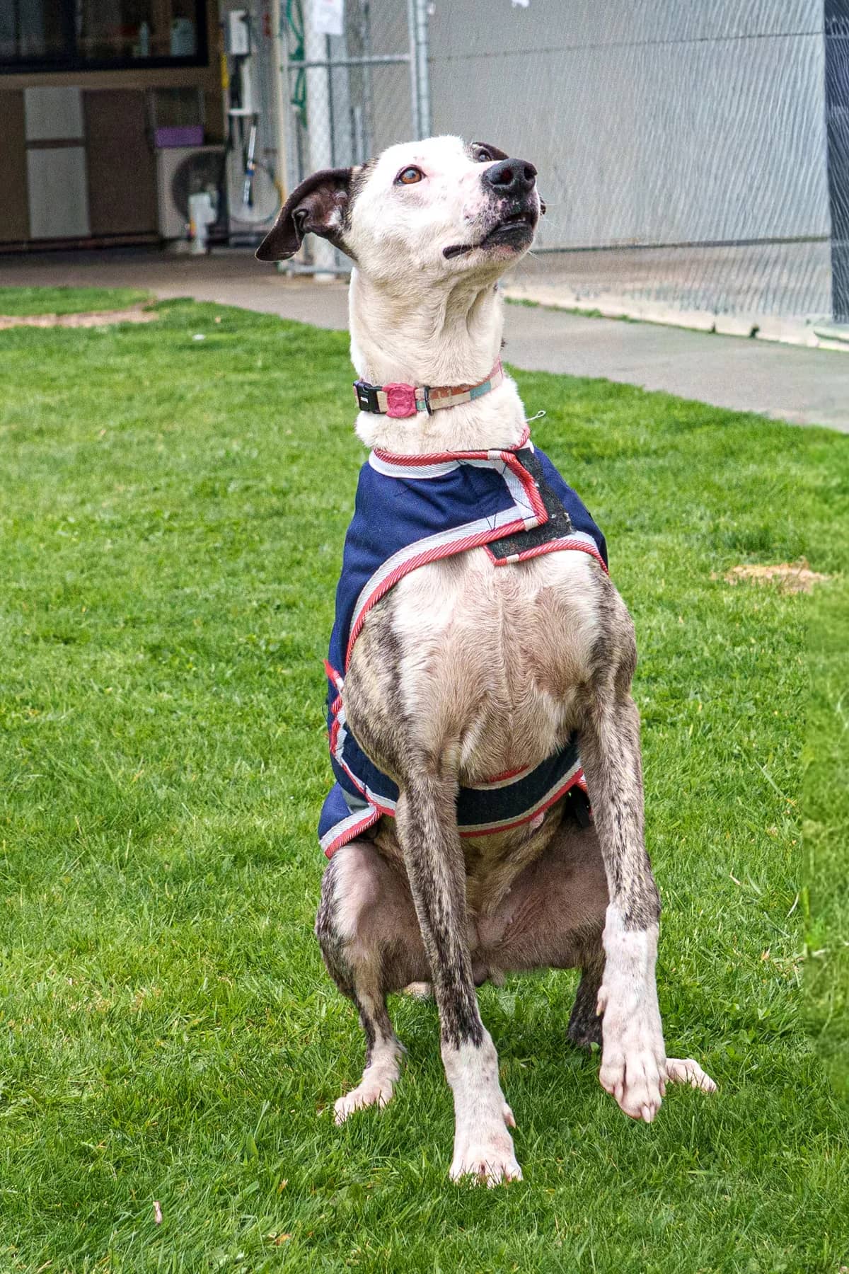 Summer - Mixed Breed available for adoption at SPCA New Zealand in Taupō