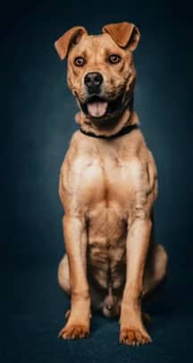 Pablo - Mixed Breed available for adoption at SPCA New Zealand in Taupō