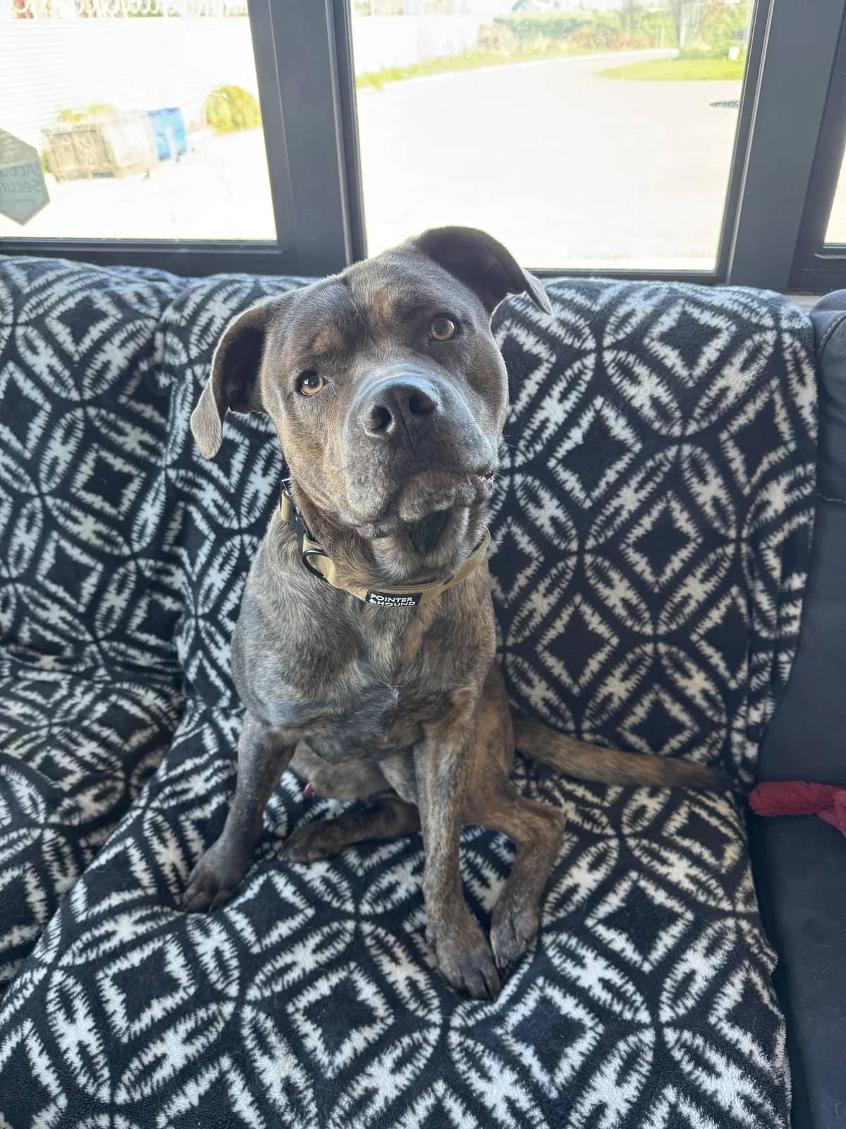 Hudson - Mixed Breed available for adoption at SPCA New Zealand in Christchurch