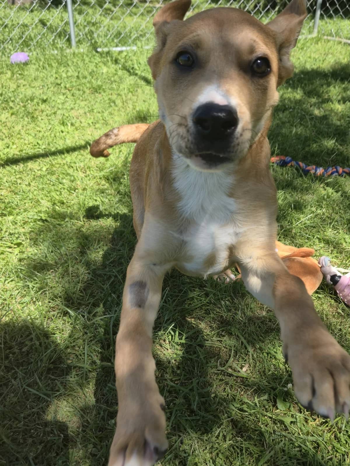 Chex - Mixed Breed available for adoption at SPCA New Zealand in Timaru
