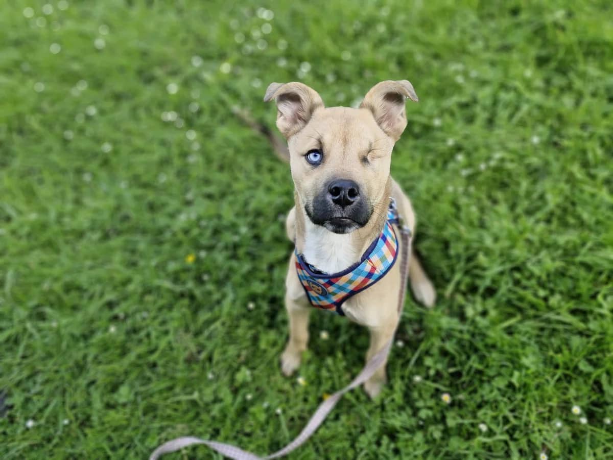 Sparrow - Husky Cross available for adoption at SPCA New Zealand in Wellington