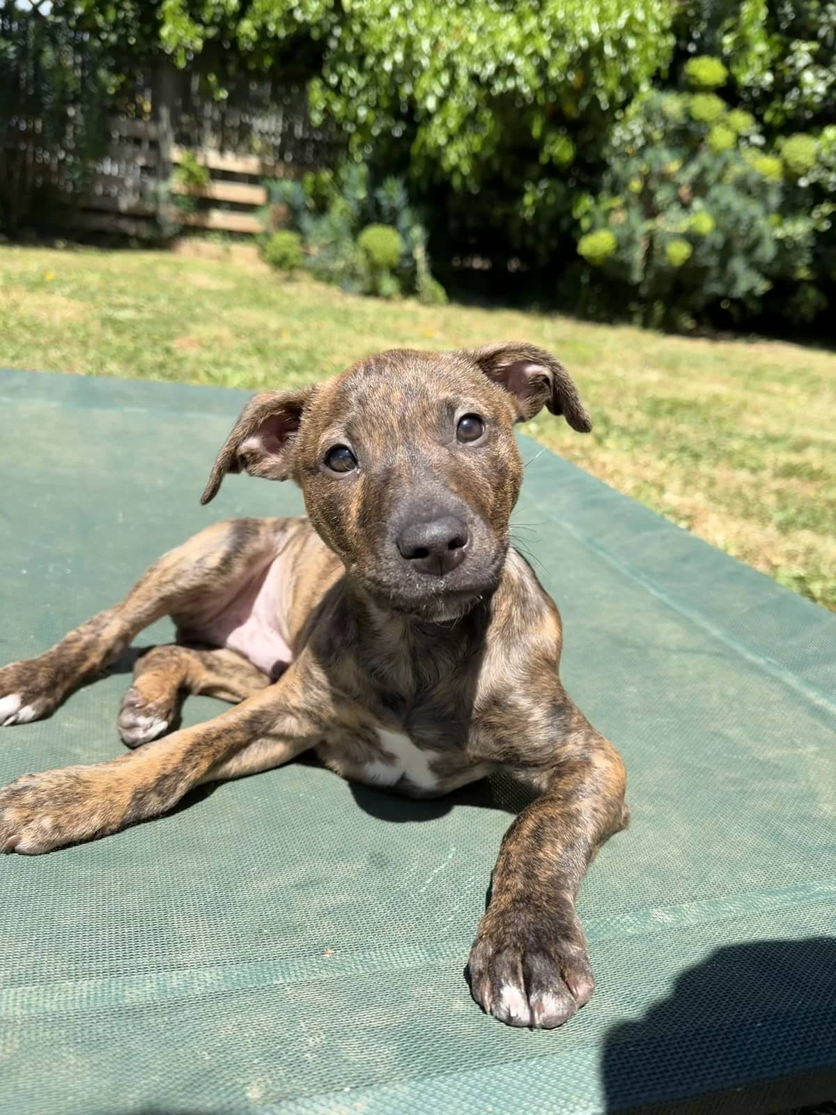 Carlos - Mixed Breed available for adoption at SPCA New Zealand in Palmerston North