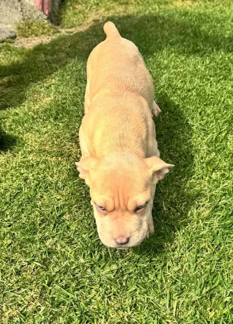 Gilly - Mixed Breed available for adoption at SPCA New Zealand in Whangārei