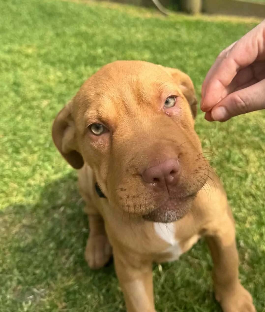 Sansa - Mixed Breed available for adoption at SPCA New Zealand in Whangārei