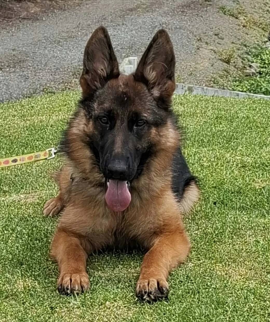 Quinn - German Shepherd Cross available for adoption at SPCA New Zealand in Whangārei