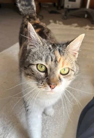Cuddles - Domestic Short Hair cat available for adoption at SPCA New Zealand in Wellington