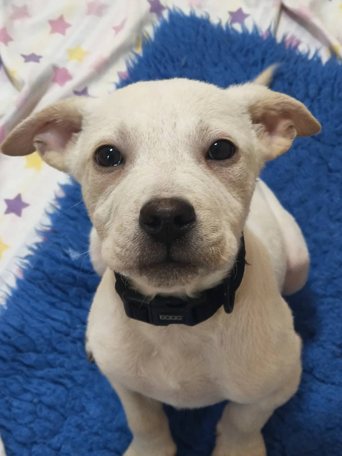 Knox - Mixed Breed available for adoption at SPCA New Zealand in New Plymouth