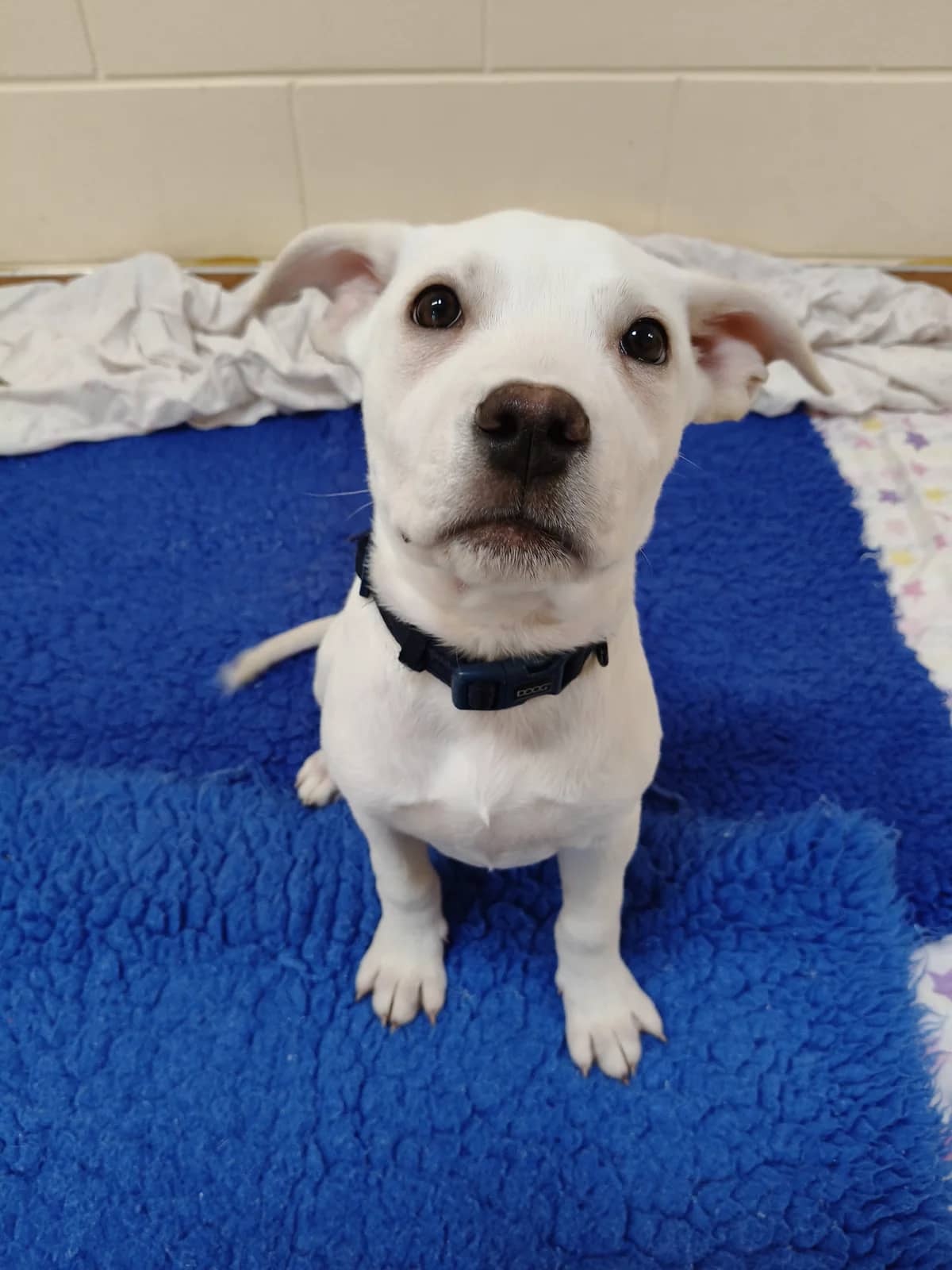 Rocco - Mixed Breed available for adoption at SPCA New Zealand in New Plymouth