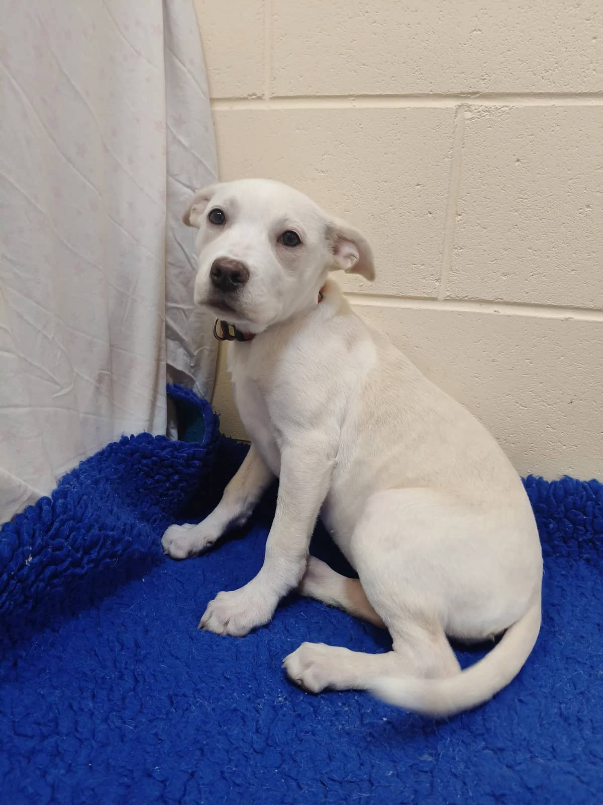 Zadie - Mixed Breed available for adoption at SPCA New Zealand in New Plymouth