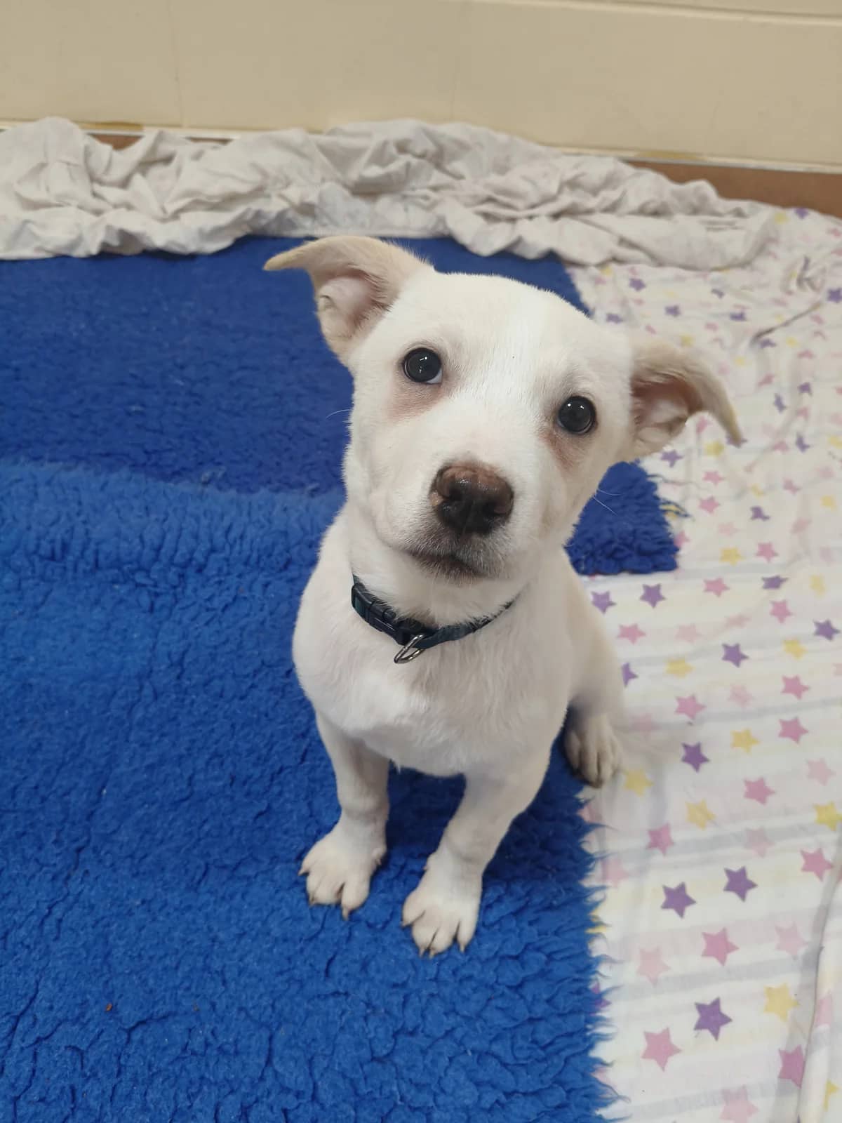 Nellie - Mixed Breed available for adoption at SPCA New Zealand in New Plymouth