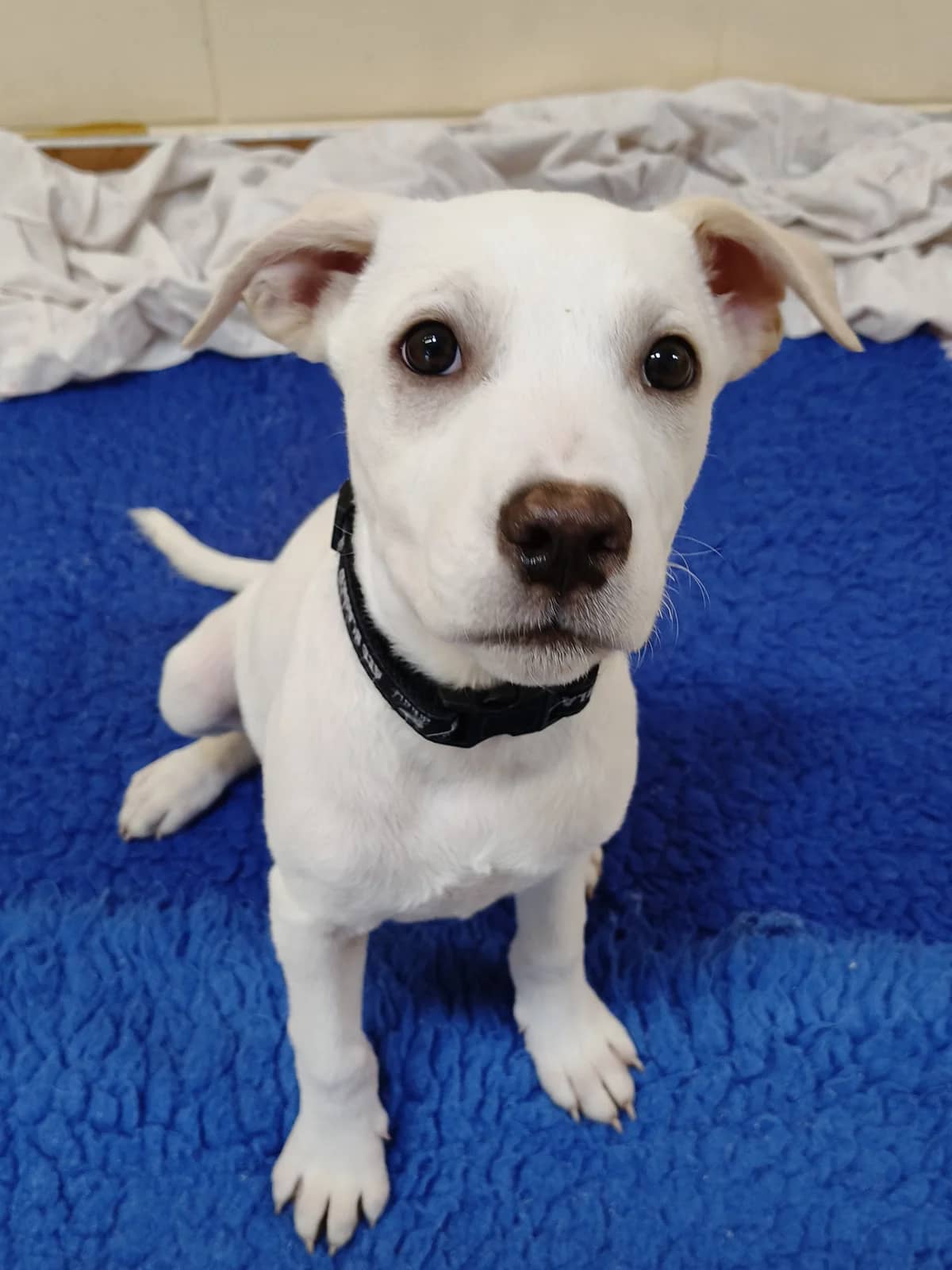 Jett - Mixed Breed available for adoption at SPCA New Zealand in New Plymouth