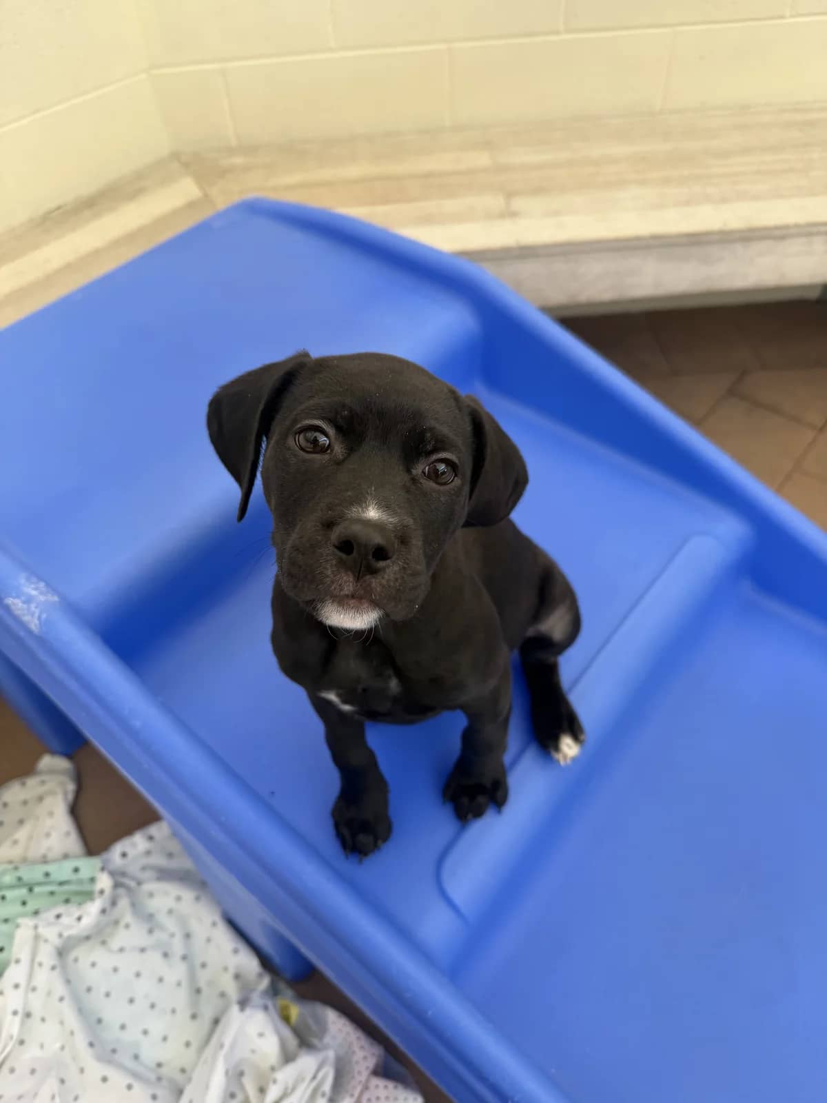 Phineas - Mixed Breed available for adoption at SPCA New Zealand in Auckland