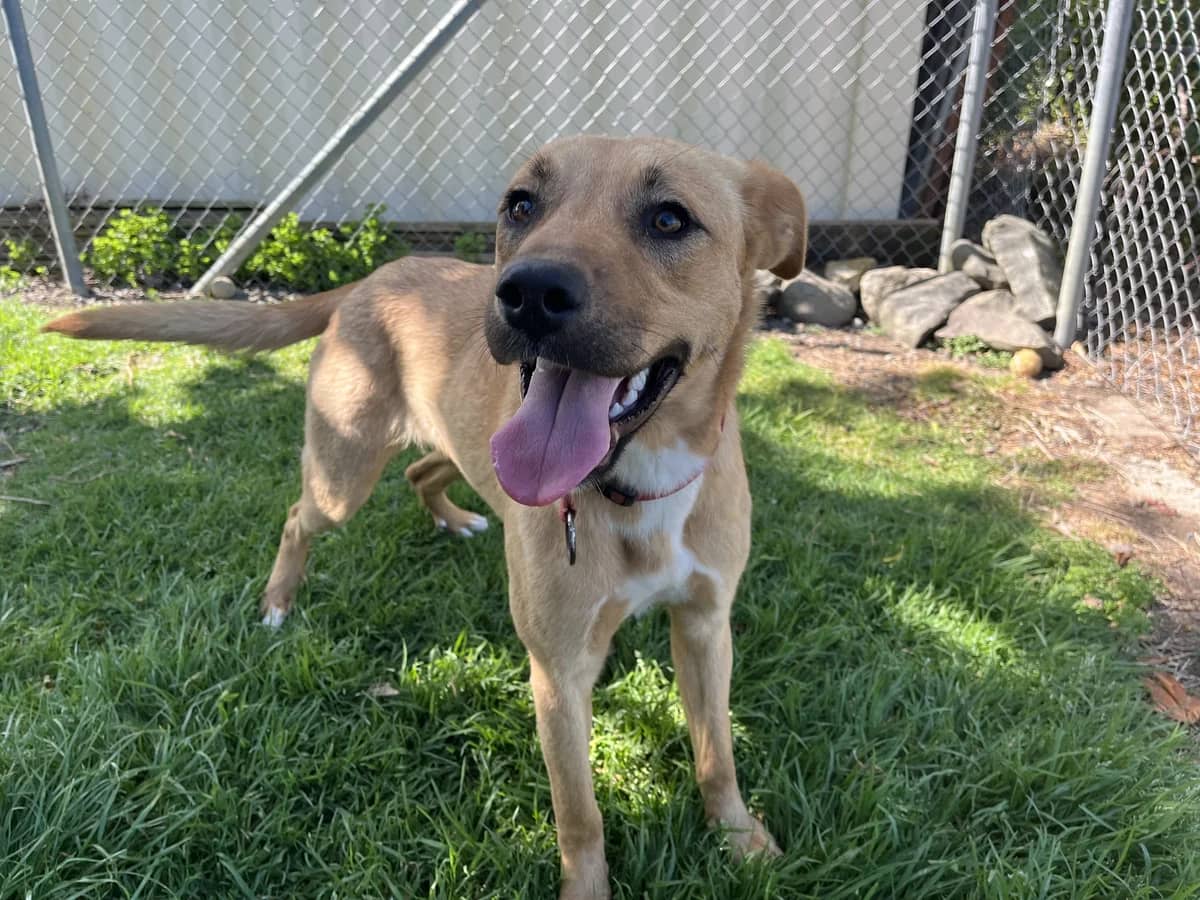 Ezzma - Labrador Cross available for adoption at SPCA New Zealand in Thames