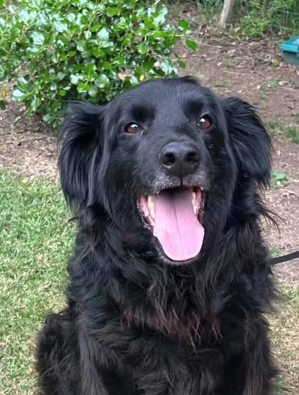 Pedro - Mixed Breed available for adoption at SPCA New Zealand in Whangārei