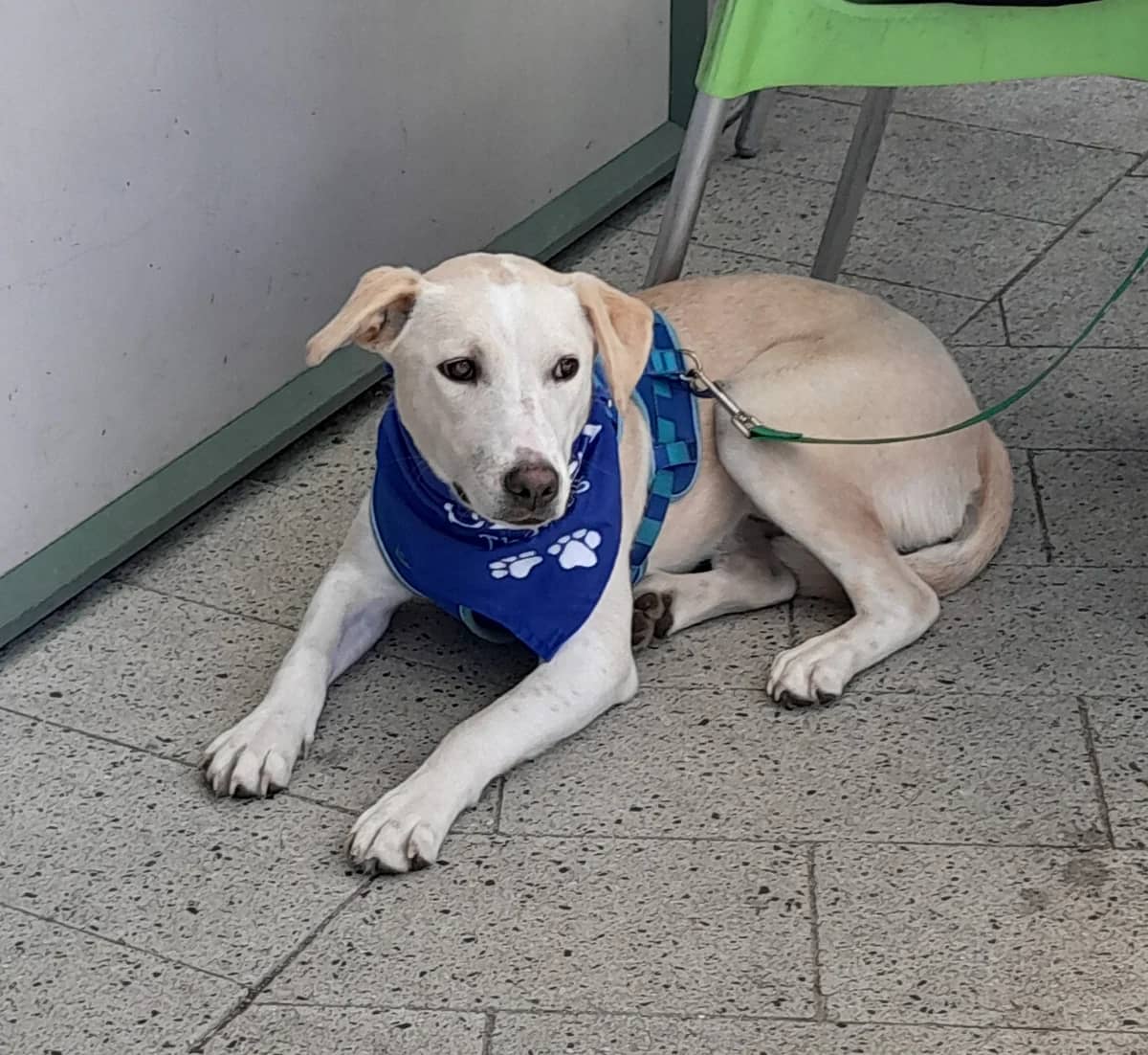 Breeze - Mixed Breed available for adoption at SPCA New Zealand in Thames
