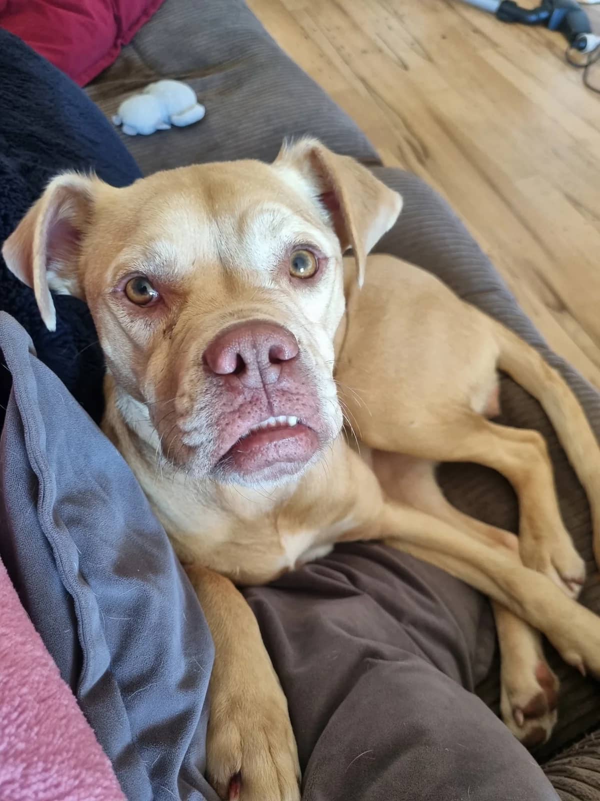 Tiny - Mixed Breed available for adoption at SPCA New Zealand in Tauranga