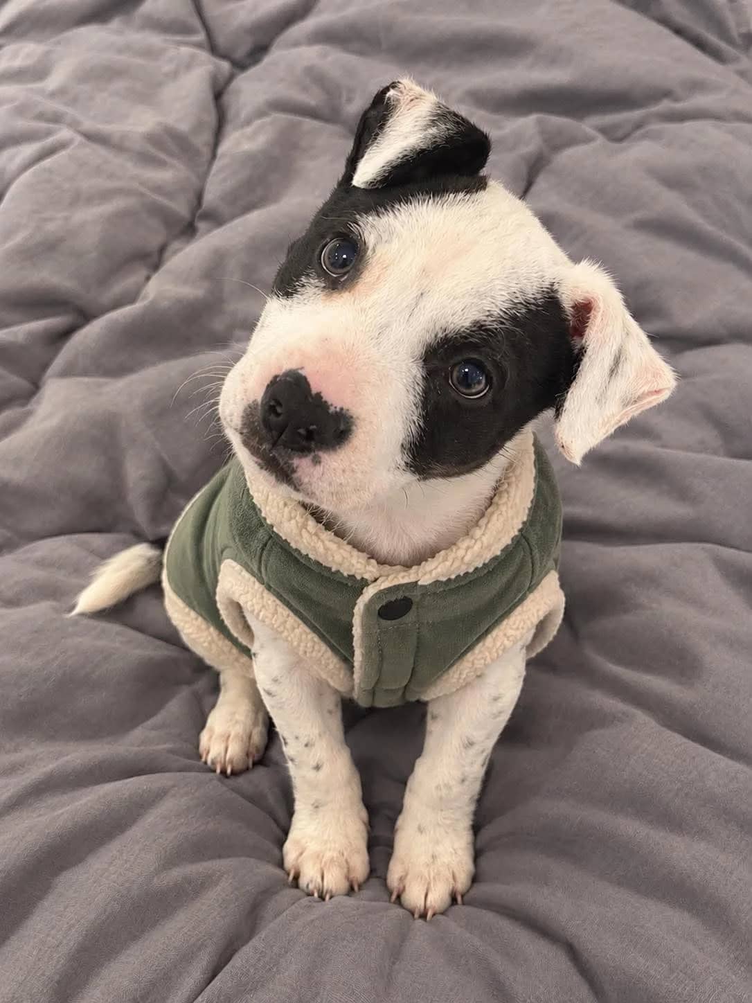 Tipsy - Mixed Breed available for adoption at SPCA New Zealand in Taupō