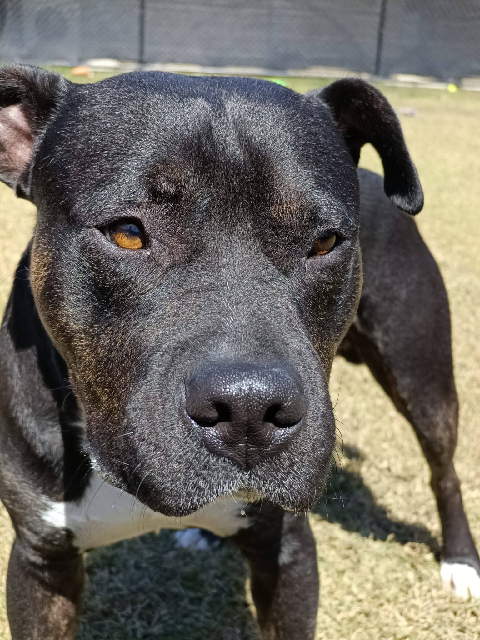 Jaxx - American Staffordshire Terrier available for adoption at Sydney Dogs and Cats Home in Sydney