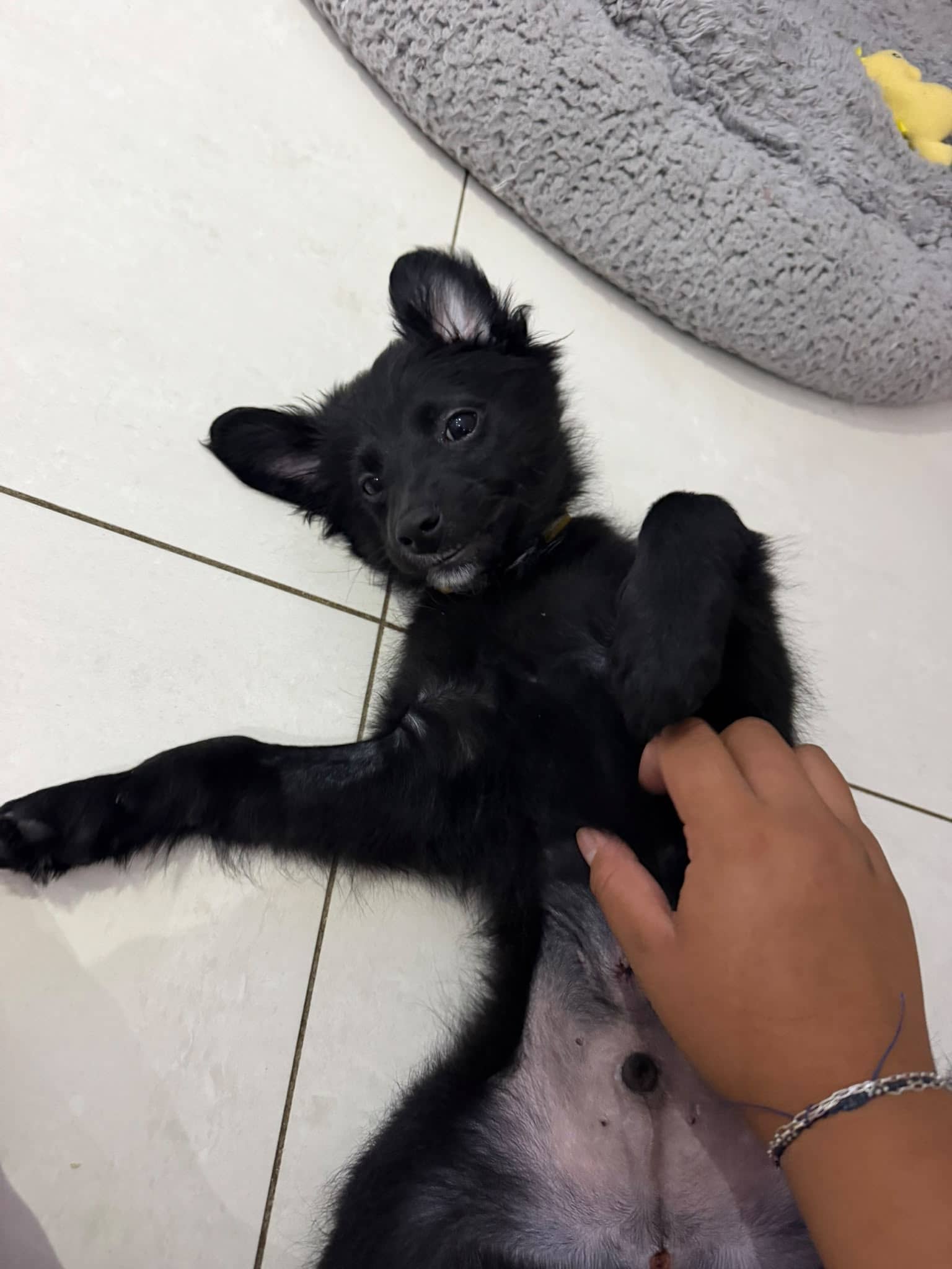 Rascal - Terrier x available for adoption at Sydney Dogs and Cats Home in Sydney