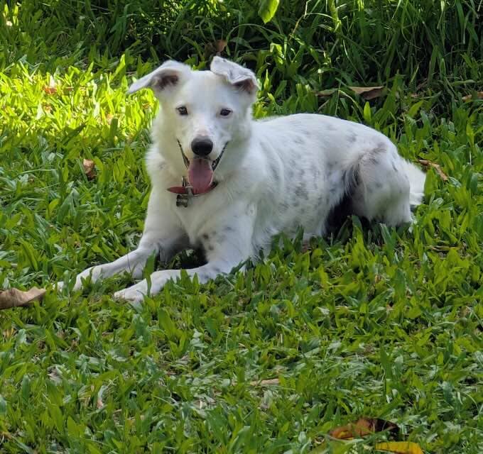 Boy - Border Collie available for adoption at Animals in Need Brisbane in Brisbane