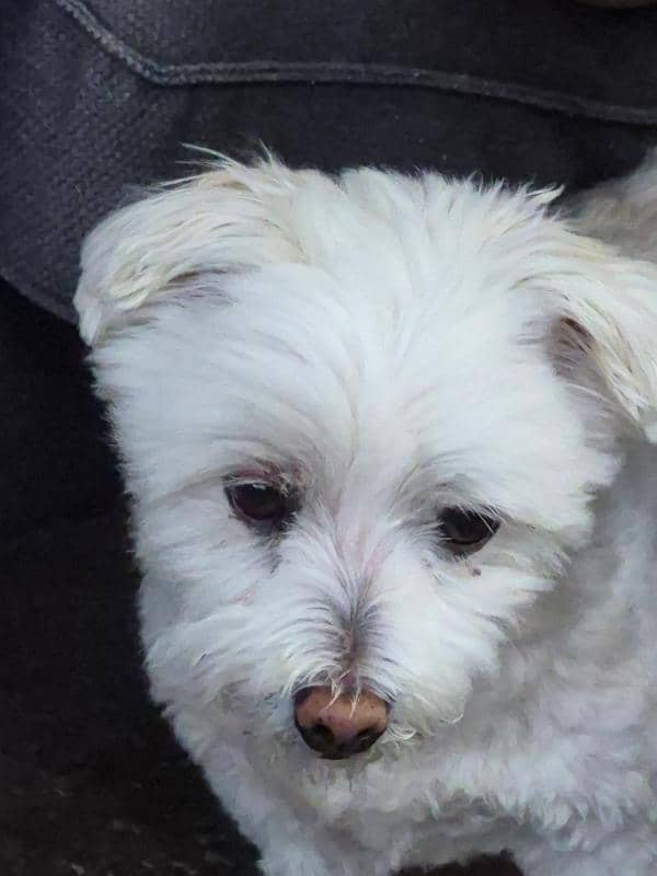 Tuesday - Maltese available for adoption at DCH Animal Adoptions in Sydney