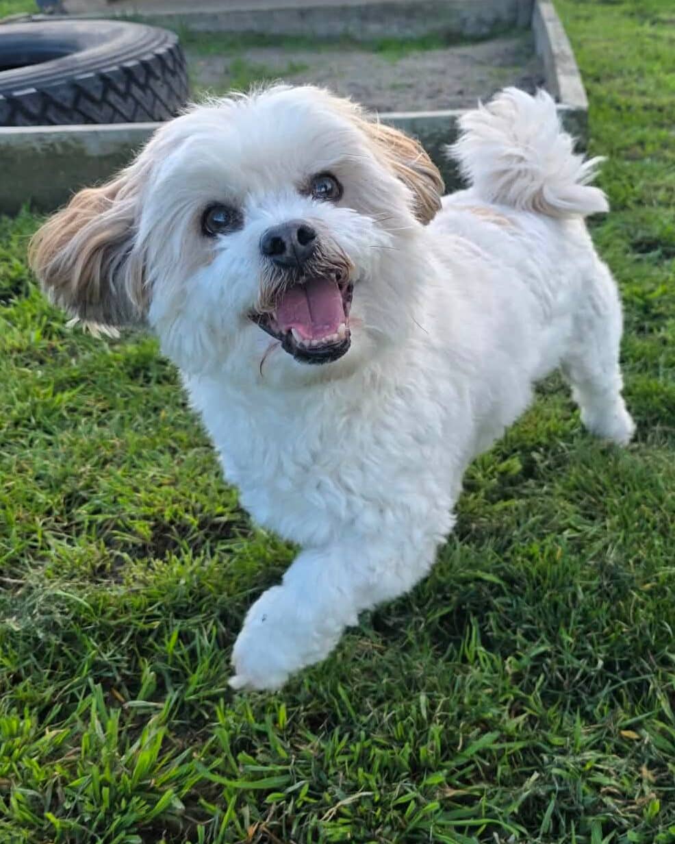 Bobby - Maltese x available for adoption at Dogs' Homes of Tasmania in Hobart