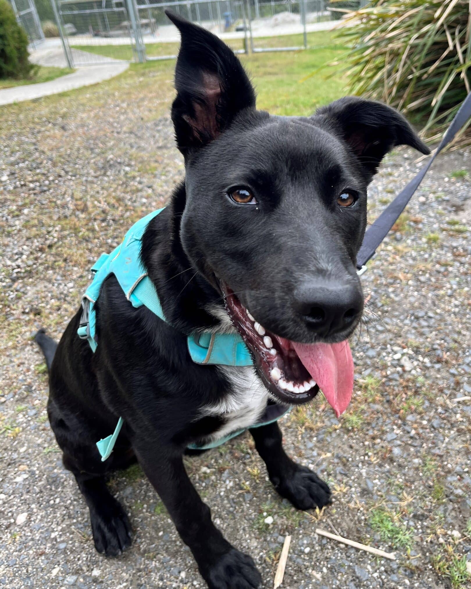 Buddy - Kelpie x available for adoption at Dogs' Homes of Tasmania in Burnie