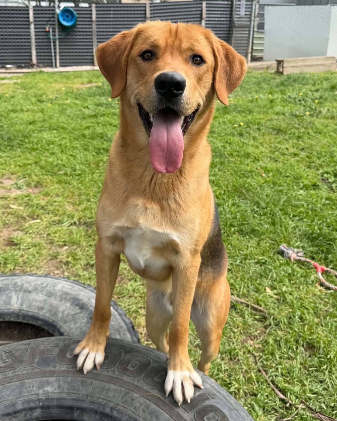 Diesel - Hound x available for adoption at Dogs' Homes of Tasmania in Devonport