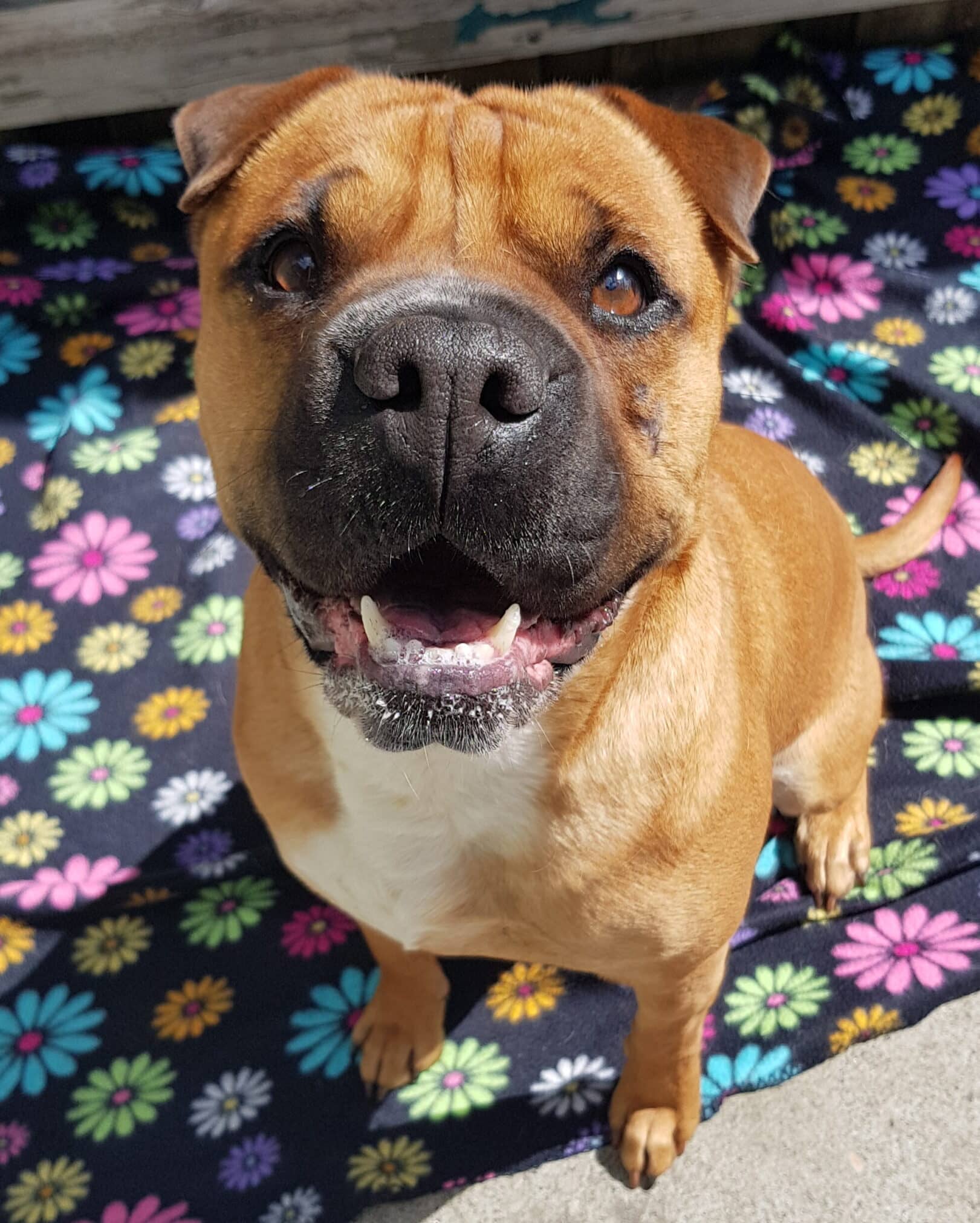 Luna - Shar pei x available for adoption at Dogs' Homes of Tasmania in Hobart