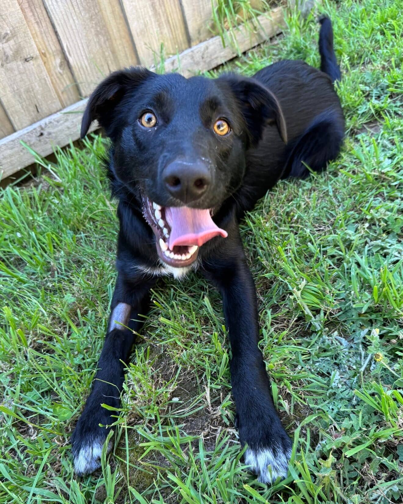 O'Malley - Kelpie x available for adoption at Dogs' Homes of Tasmania in Launceston
