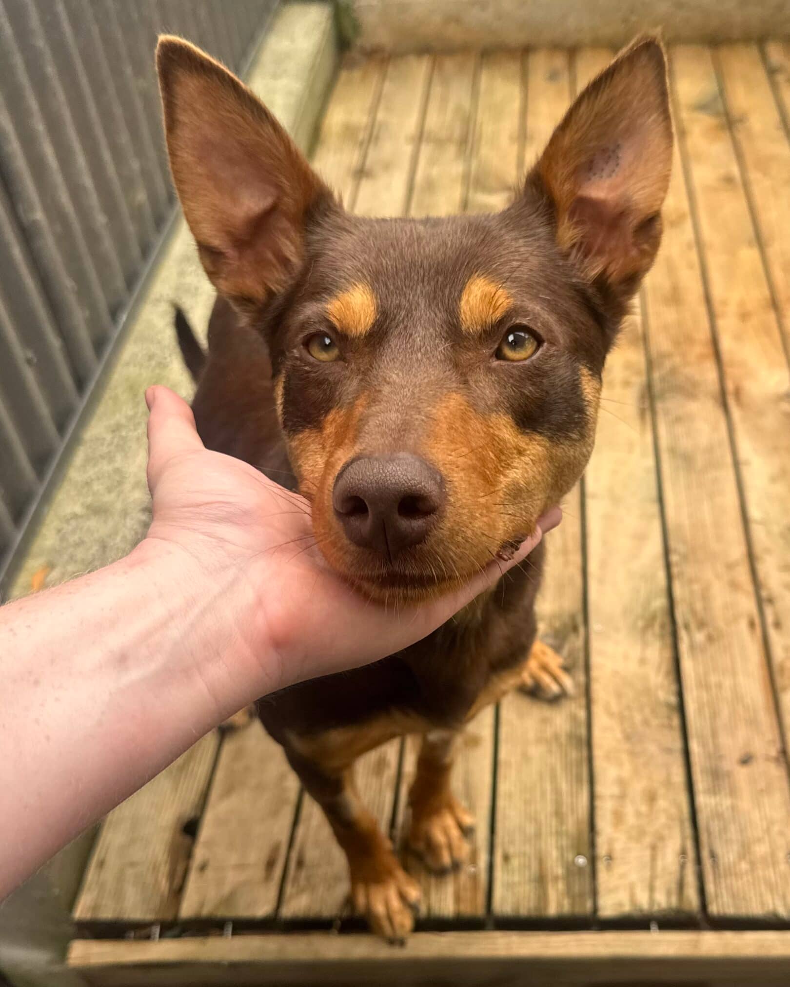 Olive - Kelpie available for adoption at Dogs' Homes of Tasmania in Launceston