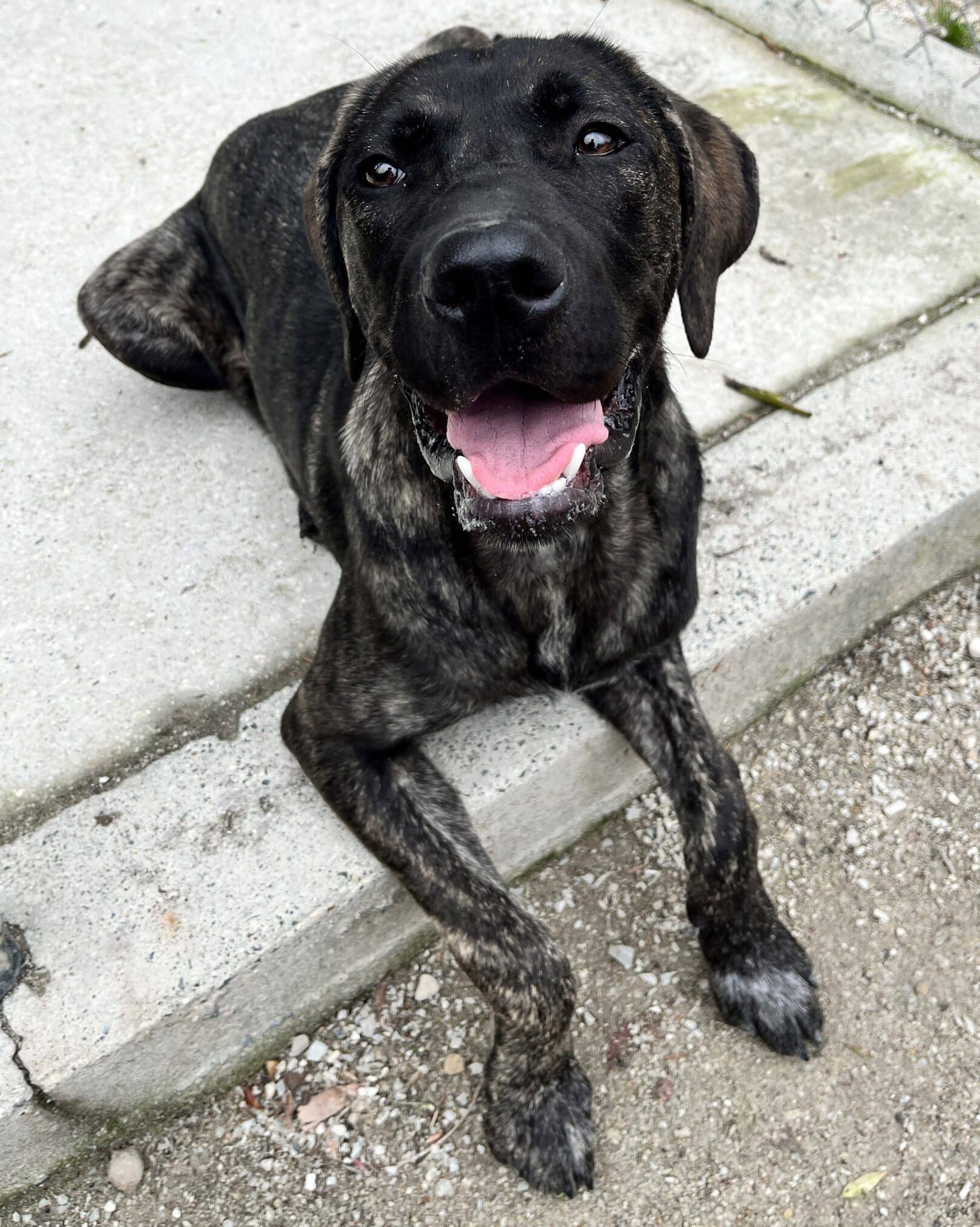 Roxy - Maremma x available for adoption at Dogs' Homes of Tasmania in Burnie