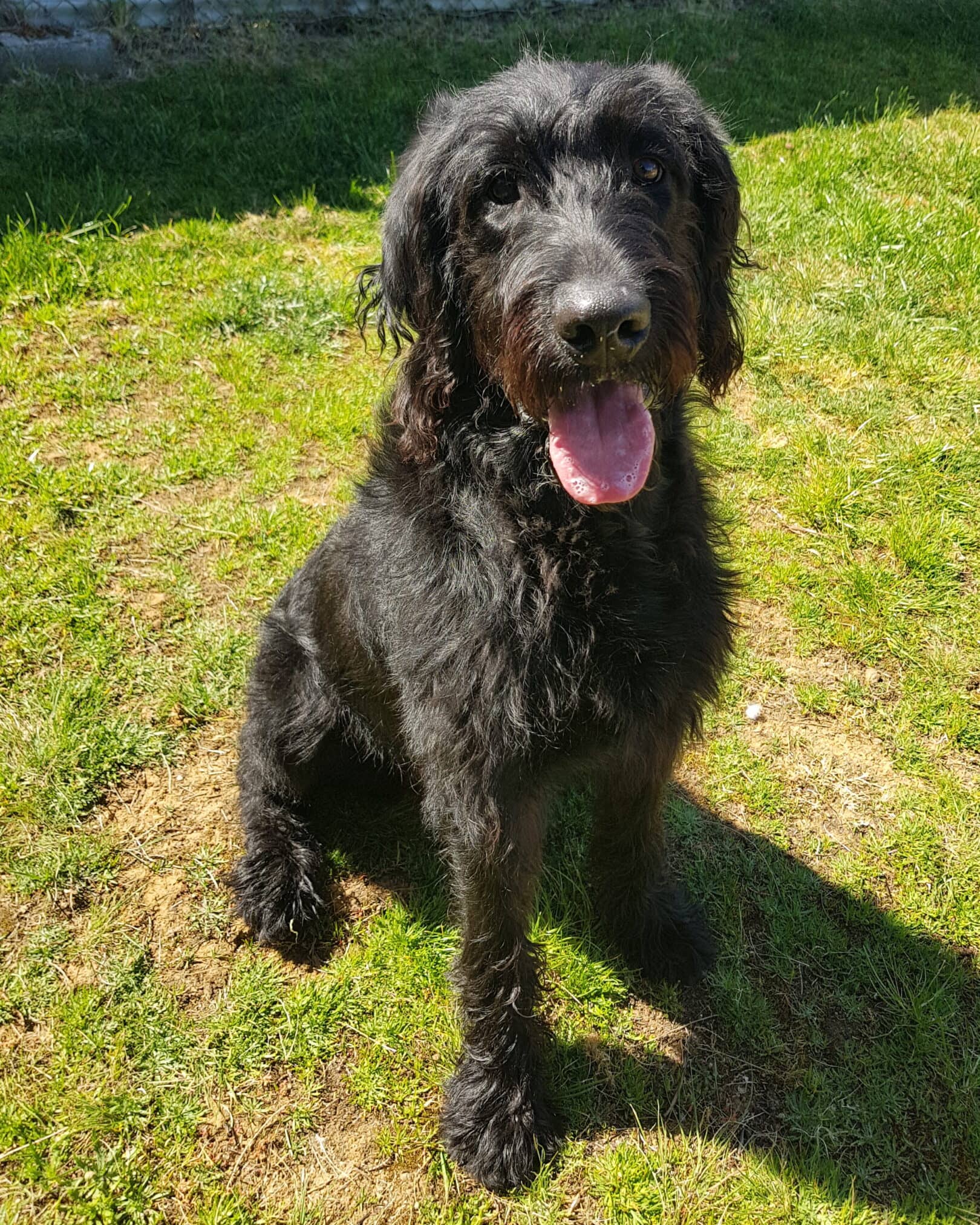 Sherlock - Labrador x available for adoption at Dogs' Homes of Tasmania in Hobart