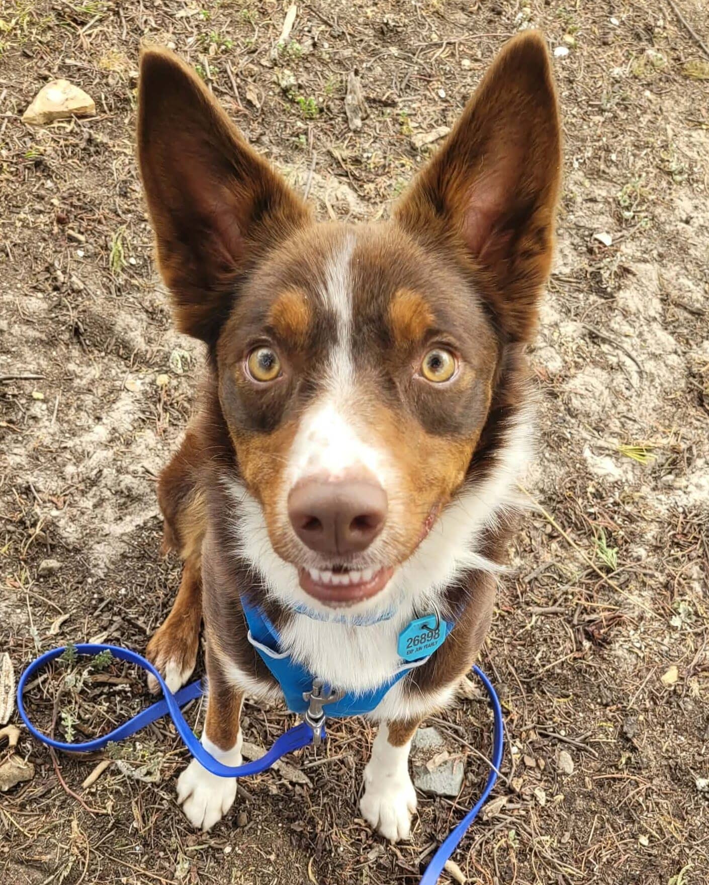 Patch - Kelpie available for adoption at Dogs' Homes of Tasmania in Hobart