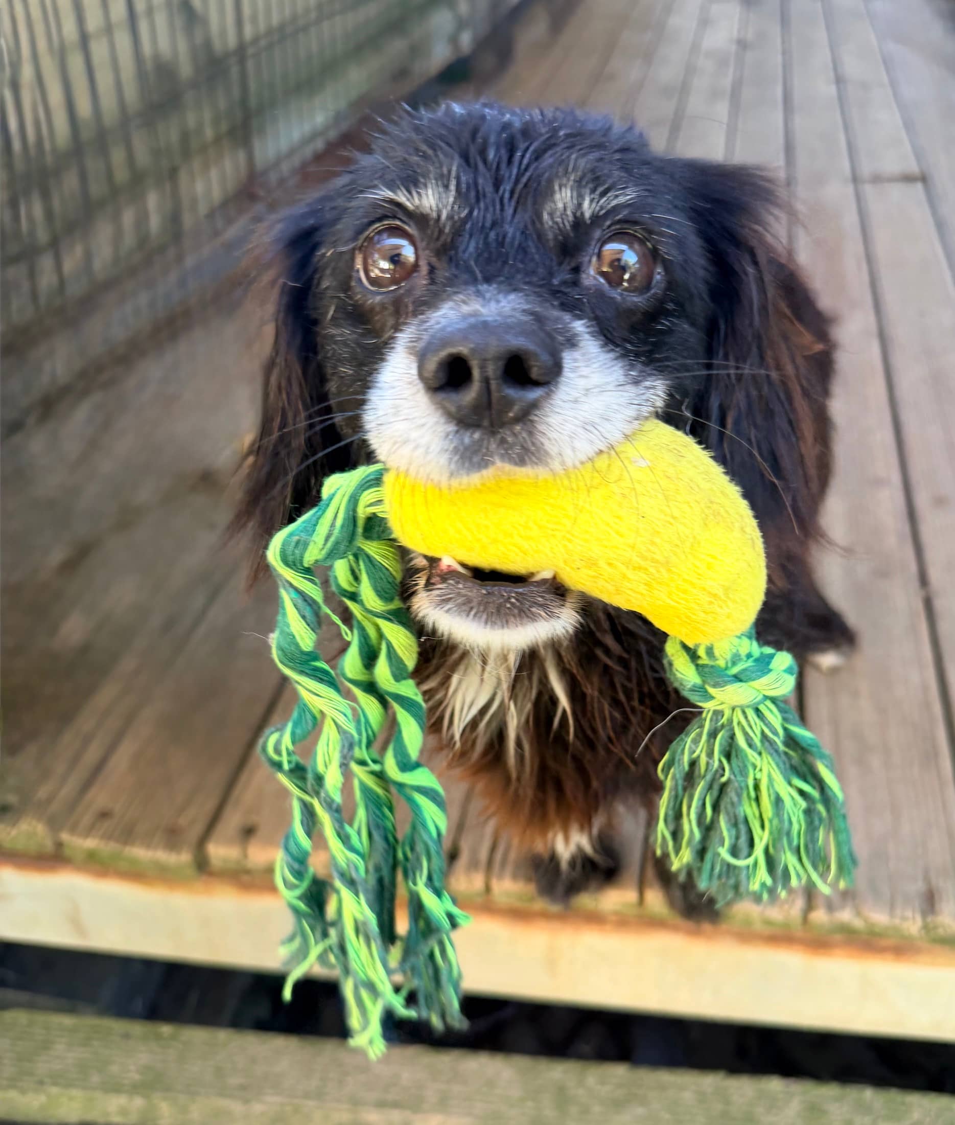Sooty - Shih Tzu X Spaniel available for adoption at Monika's Doggie Rescue in Sydney