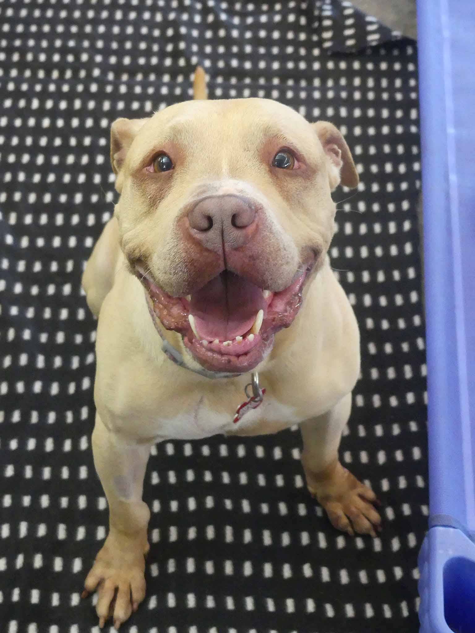 Dwayne - American Staffy X available for adoption at Monika's Doggie Rescue in Sydney