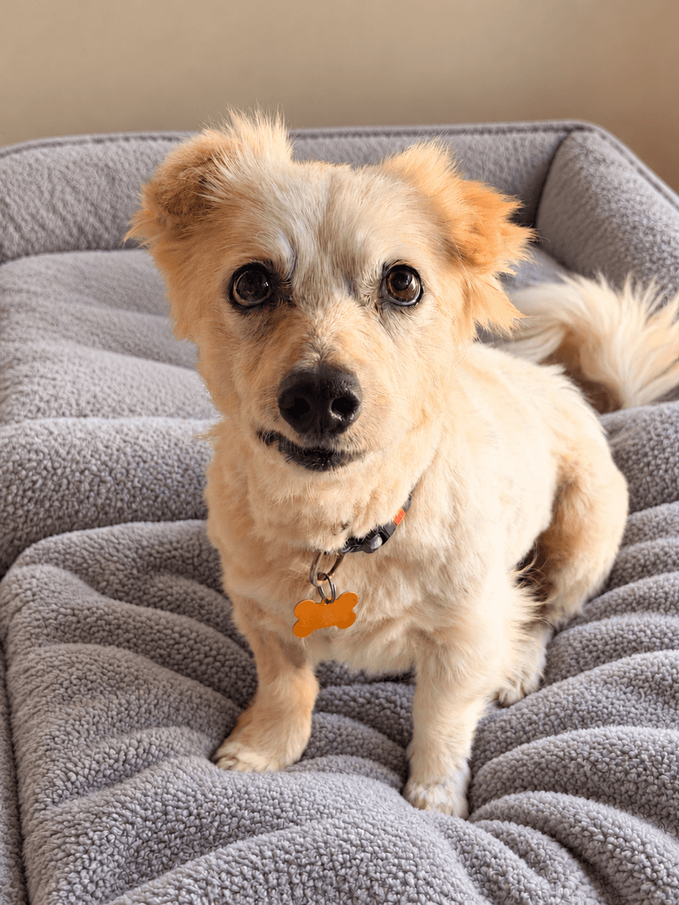 Sushi - Corgi X Spitz available for adoption at Monika's Doggie Rescue in Sydney