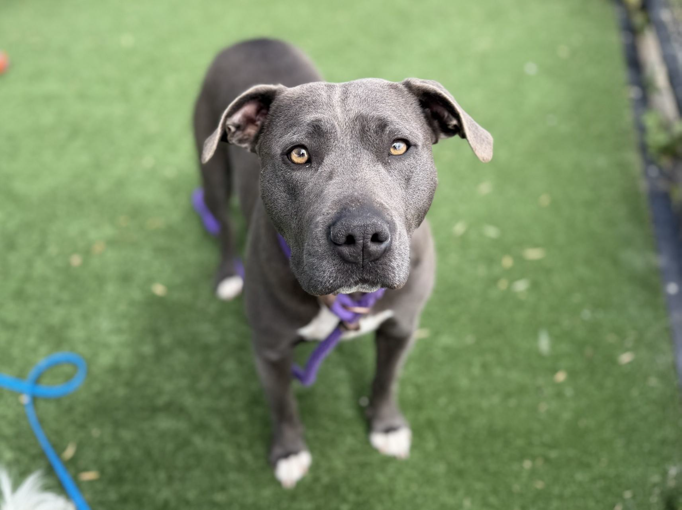 Bindi - American Staffy X available for adoption at Monika's Doggie Rescue in Sydney