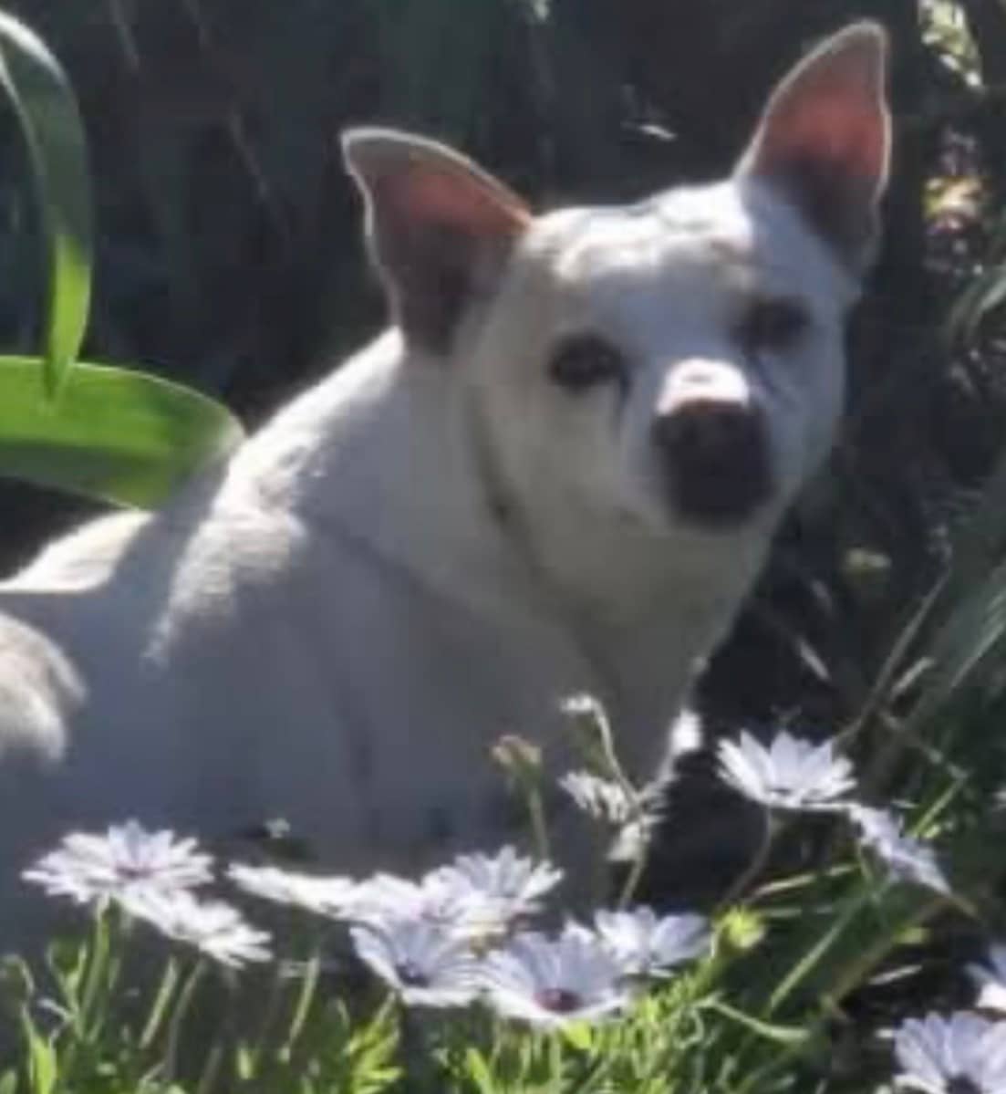 Wills - Chihuahua X Jack Russell Terrier available for adoption at Monika's Doggie Rescue in Sydney