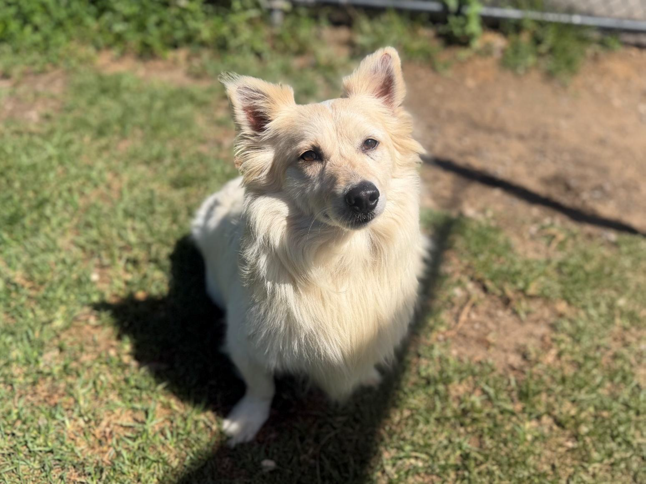 Yoshi - Corgi X Spitz available for adoption at Monika's Doggie Rescue in Sydney