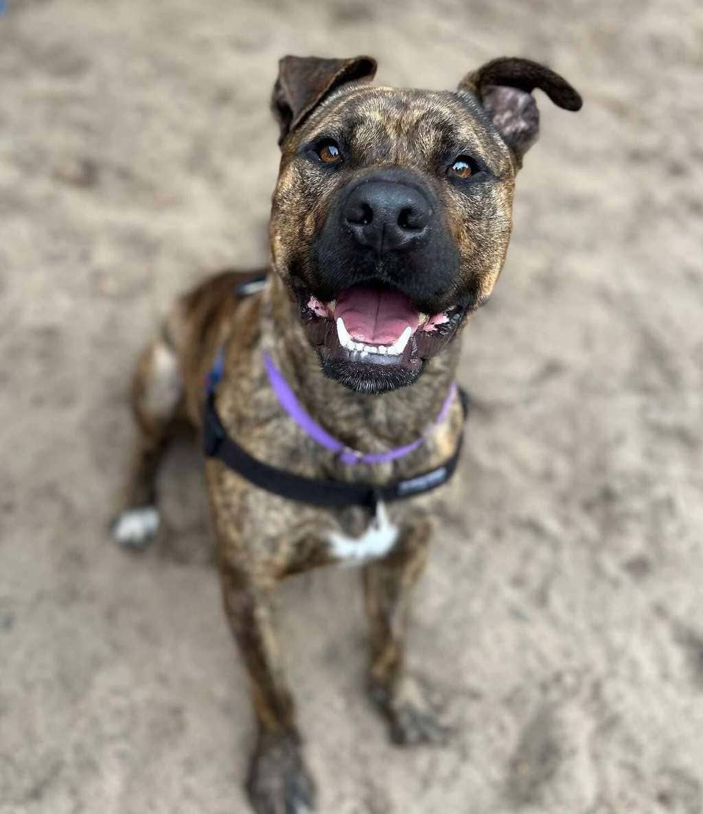 MacKie - Rhodesian Ridgeback available for adoption at Dogs' Refuge Home in Perth