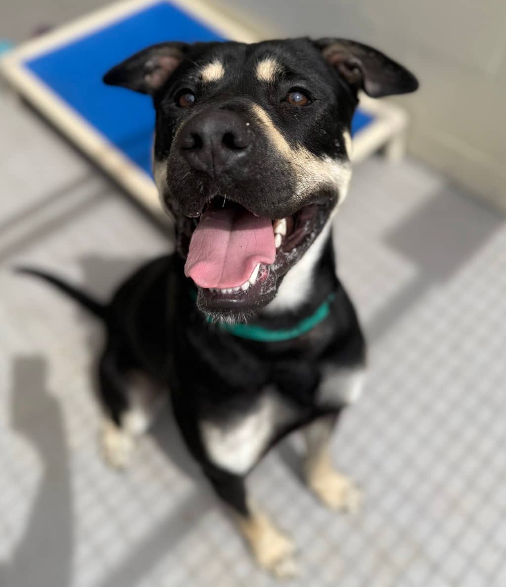 Clive - Rottweiler available for adoption at Dogs' Refuge Home in Perth