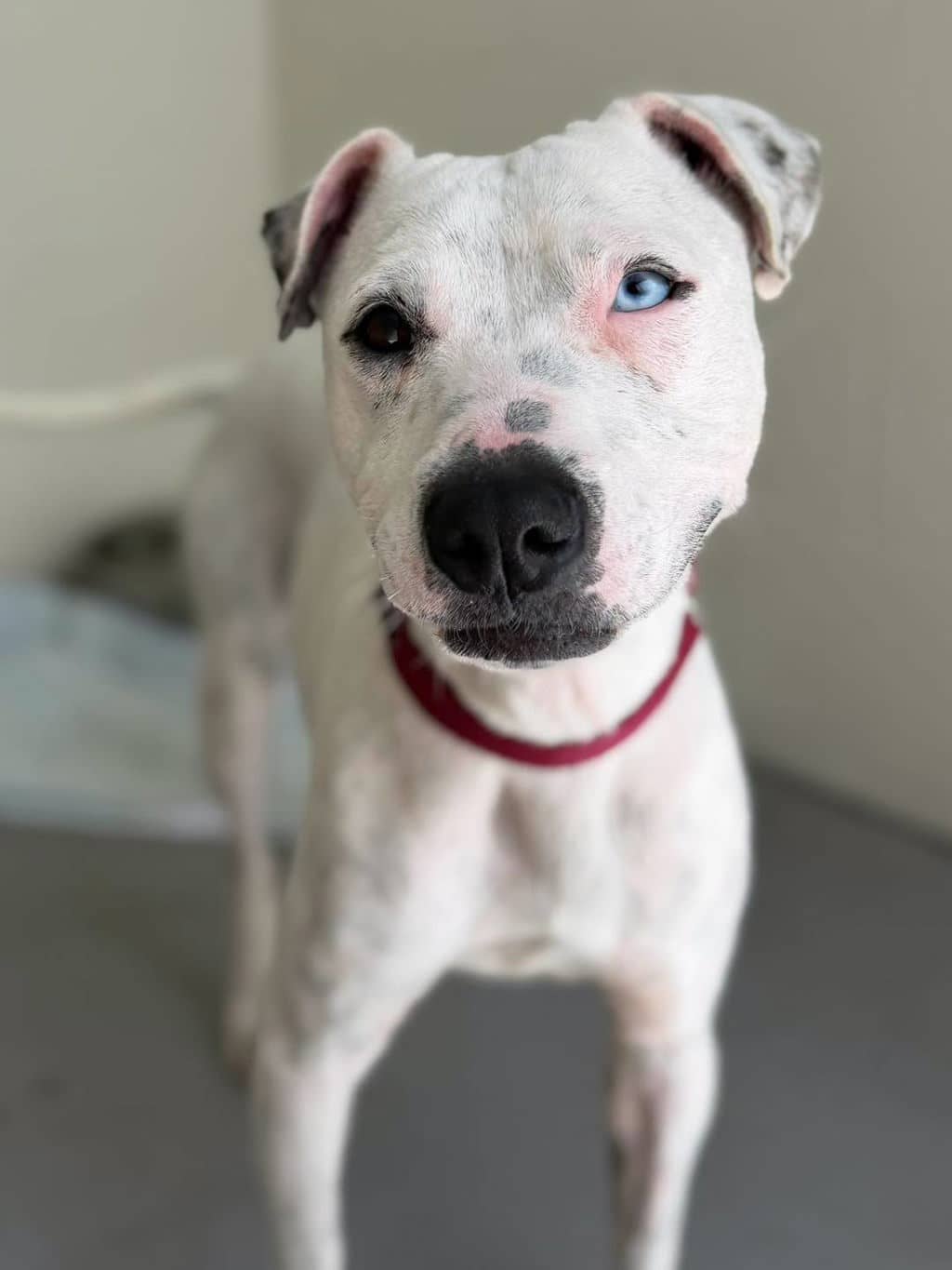 Amelia - Staffy available for adoption at Dogs' Refuge Home in Perth
