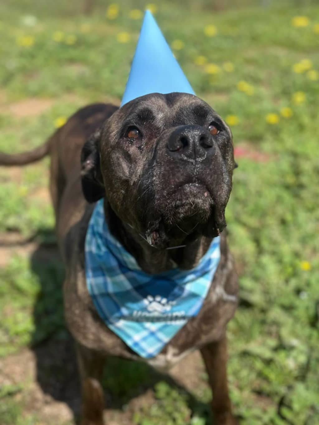 Rosie G - Mastiff available for adoption at Dogs' Refuge Home in Perth